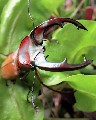 台灣雞冠細身赤鍬形蟲